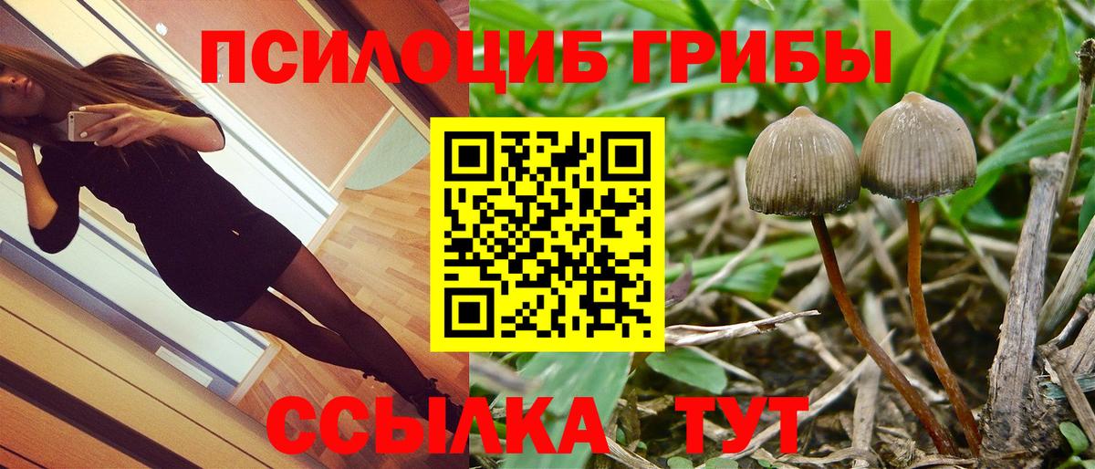 Галлюциногенные грибы Psilocybine cubensis Подольск